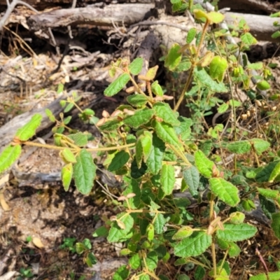 Correa reflexa var. reflexa (Common Correa, Native Fuchsia) at Beechworth, VIC - 3 Jan 2024 by trevorpreston