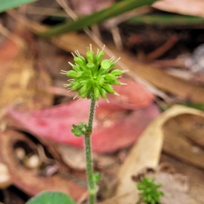 Hydrocotyle laxiflora (Stinking Pennywort) at Beechworth, VIC - 3 Jan 2024 by trevorpreston