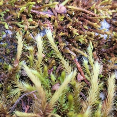 Unidentified Moss, Liverwort or Hornwort at Beechworth, VIC - 3 Jan 2024 by trevorpreston