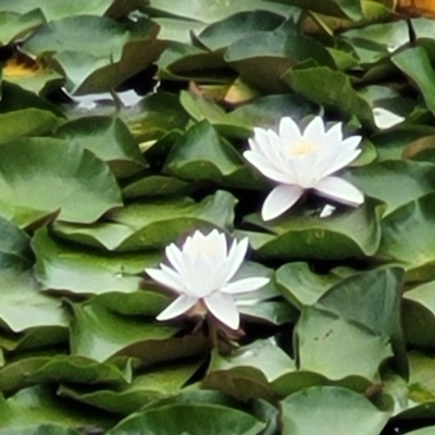 Nymphaea alba (Waterlily) at Beechworth, VIC - 3 Jan 2024 by trevorpreston