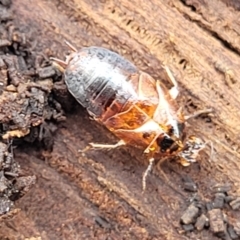 Blattodea (order) (Unidentified cockroach) at Beechworth, VIC - 3 Jan 2024 by trevorpreston