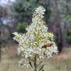 Bursaria spinosa (Native Blackthorn, Sweet Bursaria) at Beechworth, VIC - 3 Jan 2024 by trevorpreston