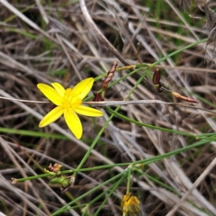 Tricoryne elatior (Yellow Rush Lily) at Weetangera, ACT - 31 Dec 2023 by sangio7