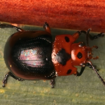 Calomela maculicollis (Dotted-head Acacia beetle) at Rosedale, NSW - 26 Dec 2023 by jb2602