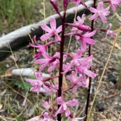 Dipodium roseum (Rosy Hyacinth Orchid) at Crace, ACT - 30 Dec 2023 by Rosie