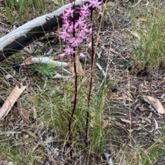 Dipodium roseum at Gungaderra Grasslands - 31 Dec 2023