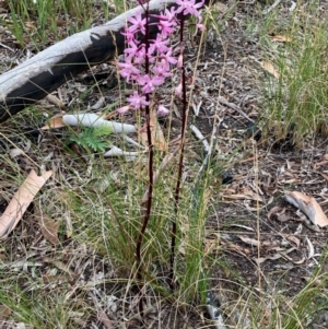 Dipodium roseum at Gungaderra Grasslands - 31 Dec 2023