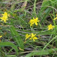 Tricoryne elatior (Yellow Rush Lily) at The Pinnacle - 31 Dec 2023 by sangio7