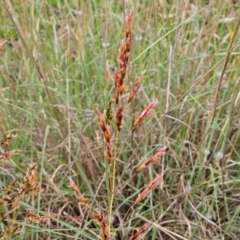 Sorghum leiocladum (Wild Sorghum) at The Pinnacle - 1 Jan 2024 by sangio7