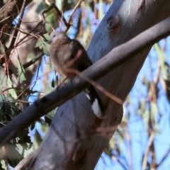 Spilopelia chinensis (Spotted Dove) at Wodonga - 2 Jan 2024 by KylieWaldon