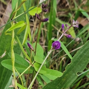 Glycine tabacina at The Pinnacle - 1 Jan 2024