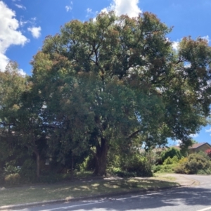 Angophora floribunda at Flynn, ACT - 3 Jan 2024 02:44 PM