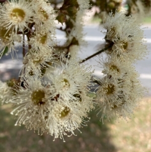 Angophora floribunda at Flynn, ACT - 3 Jan 2024 02:44 PM