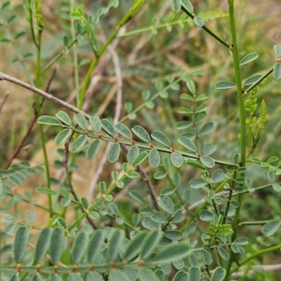 Indigofera adesmiifolia (Tick Indigo) at Weetangera, ACT - 31 Dec 2023 by sangio7