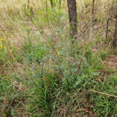 Indigofera adesmiifolia at The Pinnacle - 1 Jan 2024