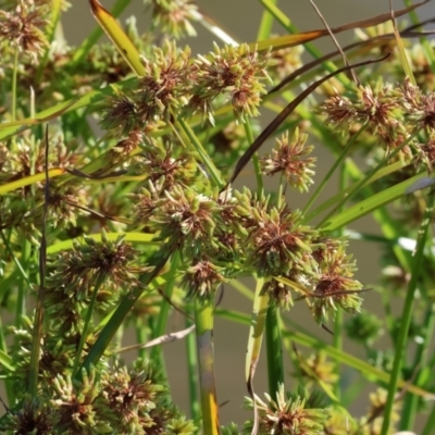 Cyperus eragrostis (Umbrella Sedge) at Wodonga - 2 Jan 2024 by KylieWaldon