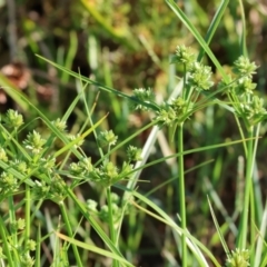 Cyperus eragrostis (Umbrella Sedge) at Wodonga - 2 Jan 2024 by KylieWaldon