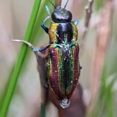 Selagis caloptera (Caloptera jewel beetle) at Vincentia, NSW - 3 Jan 2024 by Miranda