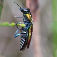 Selagis caloptera at Vincentia, NSW - 3 Jan 2024 04:39 PM