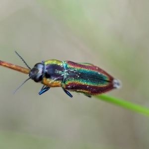 Selagis caloptera at Vincentia, NSW - 3 Jan 2024 04:39 PM