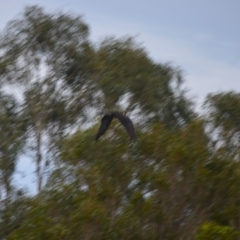 Zanda funerea (Yellow-tailed Black-Cockatoo) at Jamberoo, NSW - 3 Jan 2024 by plants