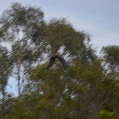 Zanda funerea (Yellow-tailed Black-Cockatoo) at Jamberoo, NSW - 3 Jan 2024 by plants