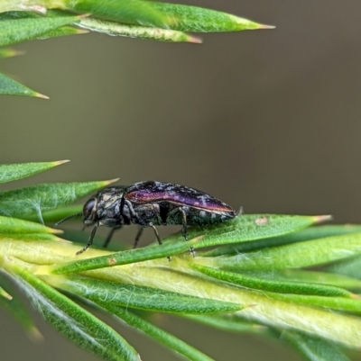 Unidentified Jewel beetle (Buprestidae) at Vincentia, NSW - 3 Jan 2024 by Miranda