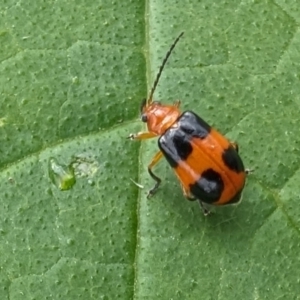 Aulacophora hilaris at Rugosa - 3 Jan 2024