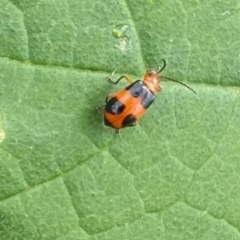 Aulacophora hilaris at Rugosa - 3 Jan 2024