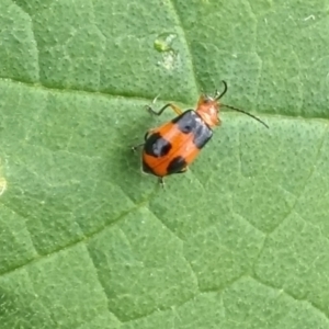 Aulacophora hilaris at Rugosa - 3 Jan 2024