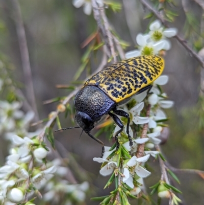 Stigmodera macularia (Macularia jewel beetle) at Jervis Bay National Park - 3 Jan 2024 by Miranda
