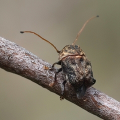 Cadmus (Lachnabothra) subgenus (A case-bearing leaf beetle) at Bombay, NSW - 2 Jan 2024 by jb2602