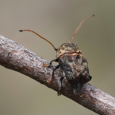 Cadmus (Lachnabothra) subgenus (A case-bearing leaf beetle) at Bombay, NSW - 2 Jan 2024 by jb2602