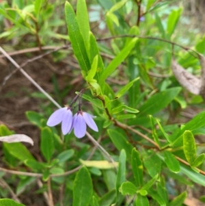 Billardiera heterophylla at Gungaderra Grasslands - 3 Jan 2024