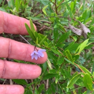 Billardiera heterophylla at Gungaderra Grasslands - 3 Jan 2024