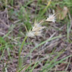 Rytidosperma (genus) (Wallaby Grass) at The Pinnacle - 1 Jan 2024 by sangio7