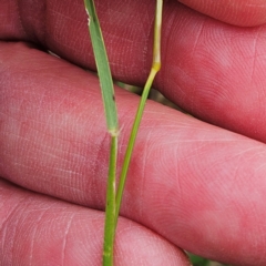 Rytidosperma sp. at The Pinnacle - 1 Jan 2024