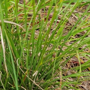 Rytidosperma sp. at The Pinnacle - 1 Jan 2024