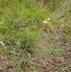 Rytidosperma sp. at The Pinnacle - 1 Jan 2024