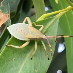 Unidentified Shield, Stink or Jewel Bug (Pentatomoidea) at Beechworth, VIC - 3 Jan 2024 by trevorpreston