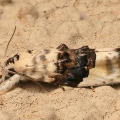 Piloprepes antidoxa (A concealer moth) at Kenny, ACT - 2 Jan 2024 by jb2602