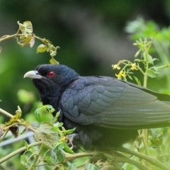 Eudynamys orientalis (Pacific Koel) at Wollondilly Local Government Area - 31 Dec 2023 by Freebird