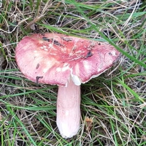 Russula sp. (genus) at Cook, ACT - suppressed