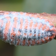 Monophlebulus sp. (genus) (Giant Snowball Mealybug) at Bombay, NSW - 2 Jan 2024 by jb2602