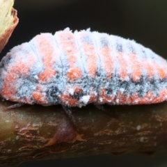 Monophlebulus sp. (genus) at QPRC LGA - 2 Jan 2024