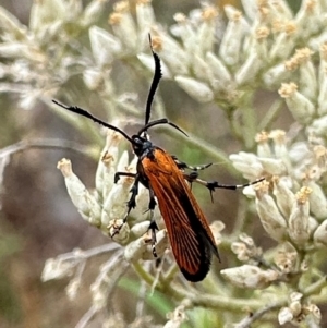 Snellenia lineata at Mount Ainslie - 3 Jan 2024