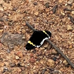 Eutrichopidia latinus (Yellow-banded Day-moth) at Mount Ainslie - 29 Dec 2023 by Pirom