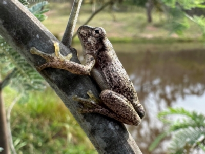 Litoria peronii (Peron's Tree Frog, Emerald Spotted Tree Frog) at Mount Ainslie - 3 Jan 2024 by Pirom