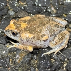 Uperoleia laevigata (Smooth Toadlet) at QPRC LGA - 3 Jan 2024 by SteveBorkowskis