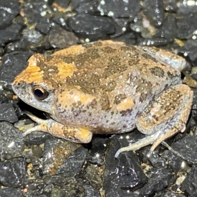 Uperoleia laevigata (Smooth Toadlet) at QPRC LGA - 4 Jan 2024 by SteveBorkowskis